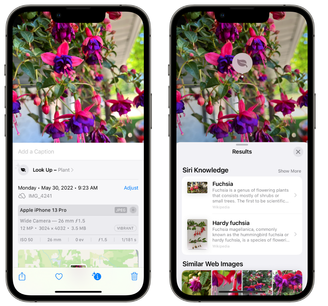 南宁苹果手机维修分享小技巧：使用 iPhone 相机识别花卉植物 